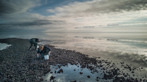 Østerssafari med Vadehavcentret