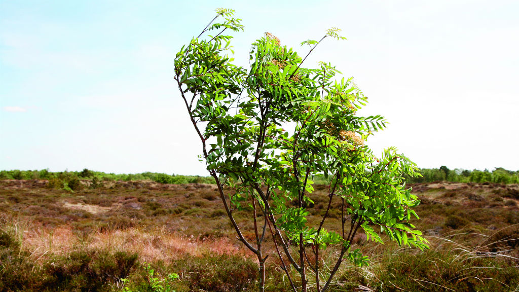 Fanø Klitplantage