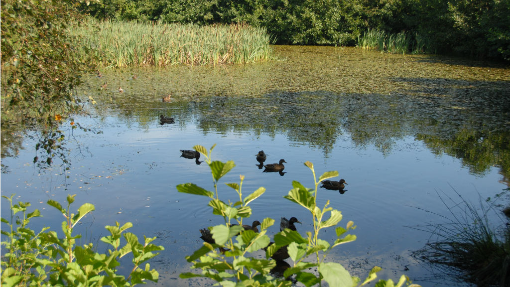 Peace and idyll at Sønderho Gamle Fuglekøje on Fanø