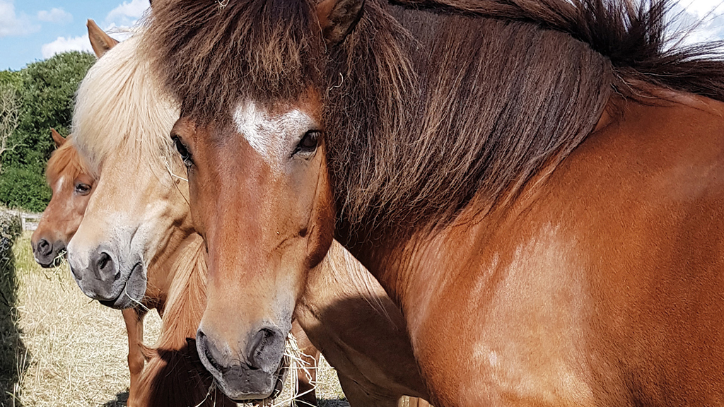Die Pferde der Wikinger und andere Tiere