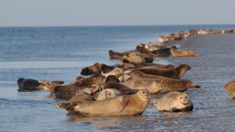 Seals in the Wadden Sea
