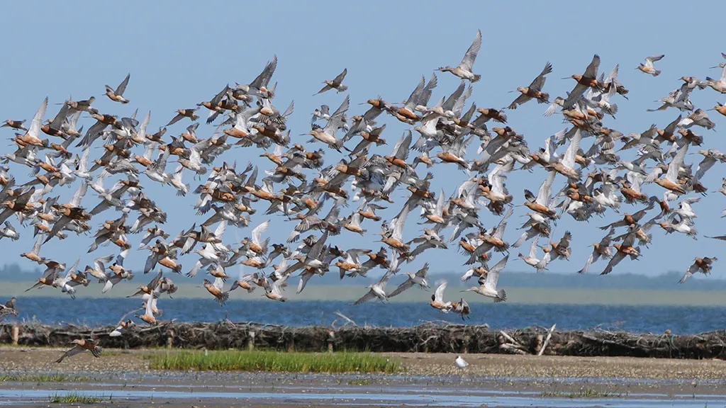 Bird flock in the Wadden Sea National Park
