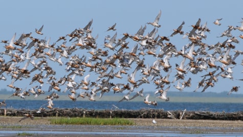 Flock of birds in the Wadden Sea National Park