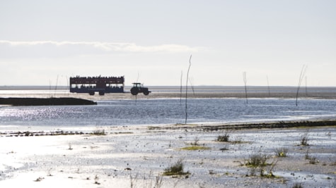 Traktorbus til Mandø