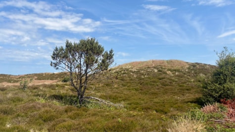 Halen Fanø