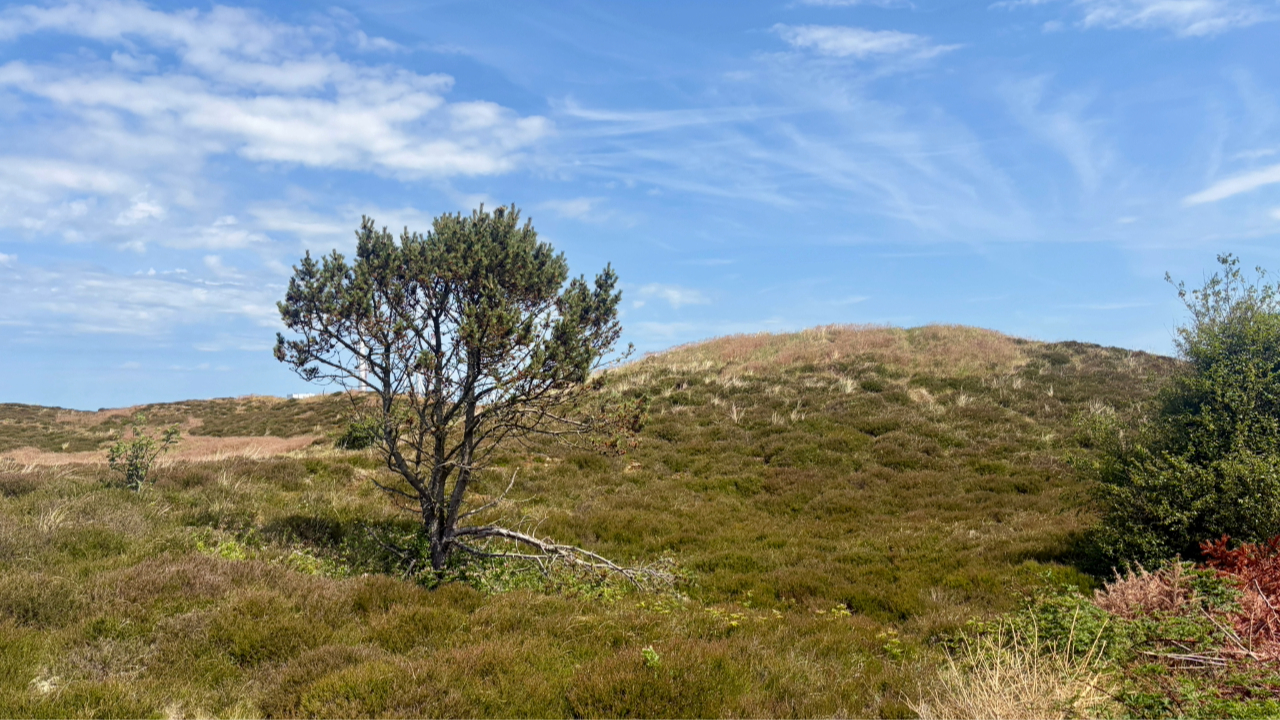 Halen Fanø