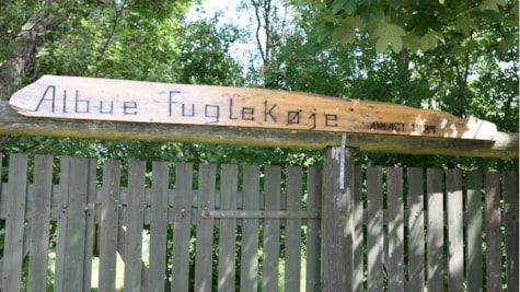 Fugleliv på Fanø