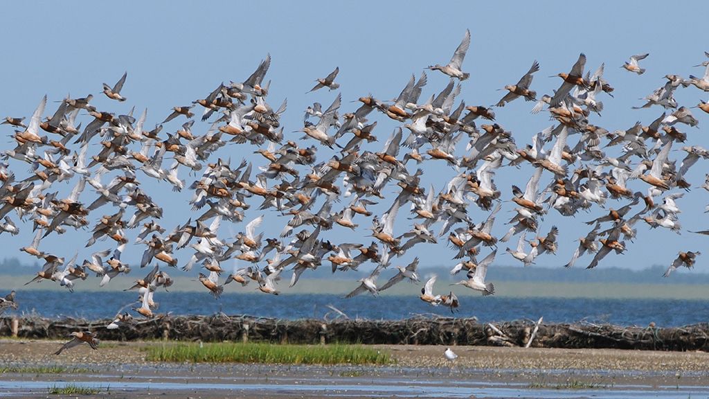 Nationalpark Wattenmeer