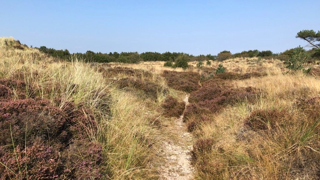 Premium Vandrerute Fanø Klitplantage