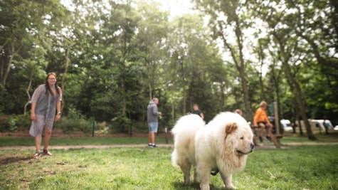 Hunde er meget velkomne på Ribe Camping.