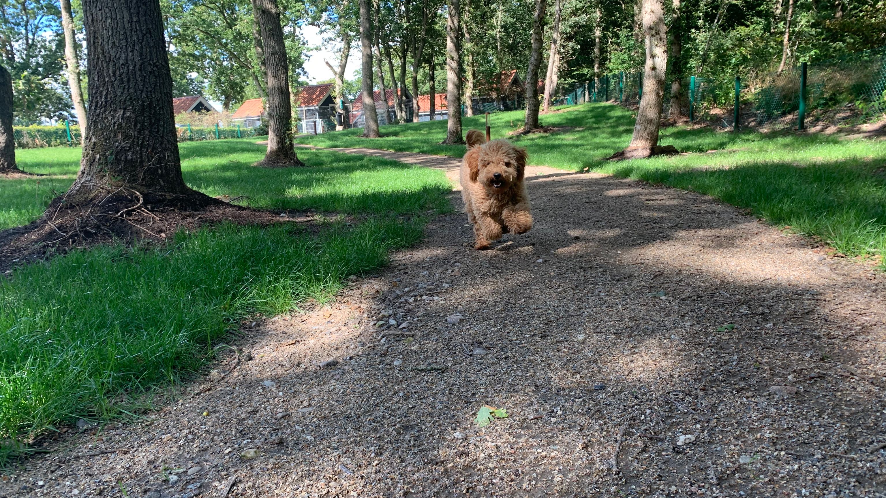 Hund på skovsti