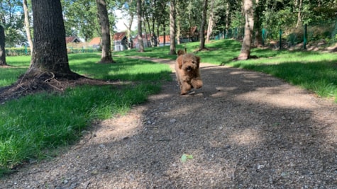 Hund på skovsti