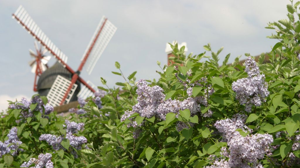 Danish Mill Day on Fanø