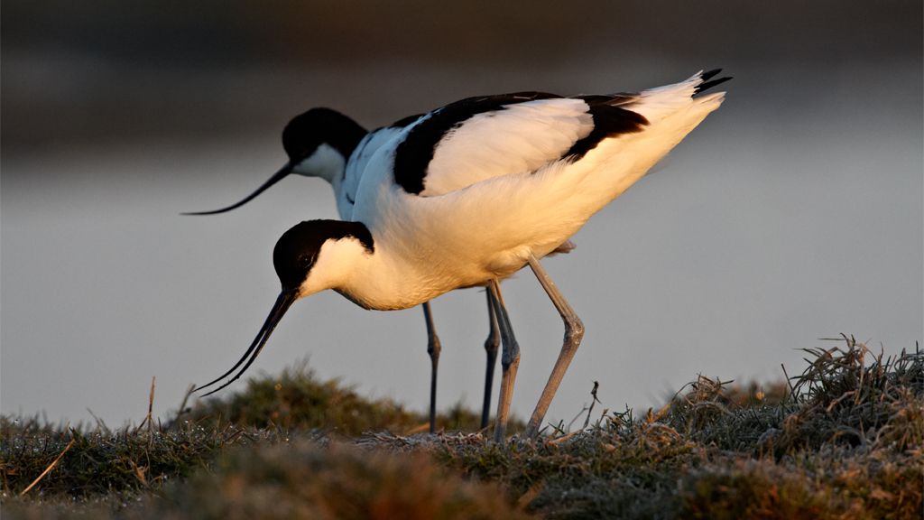 Vogelbeobachtung im Sumpf und Suppe im Weinberg