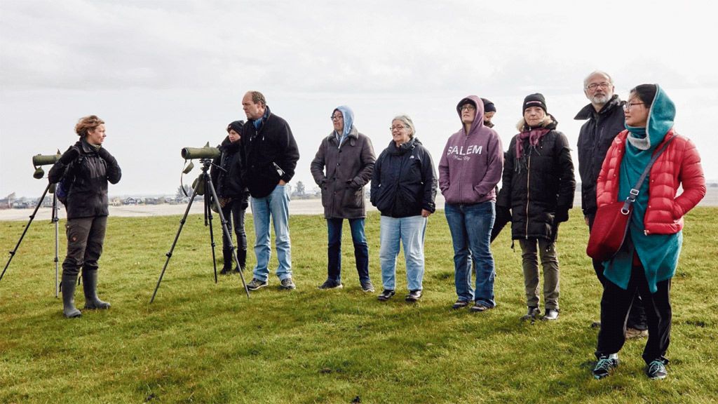 Breeding birds on Mandø