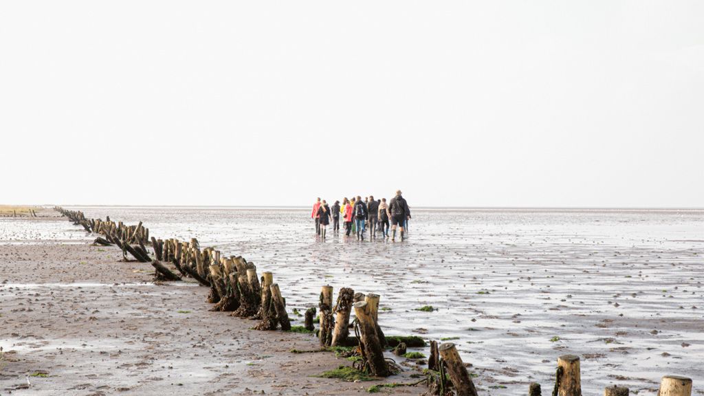 Mudflat Walks for adults