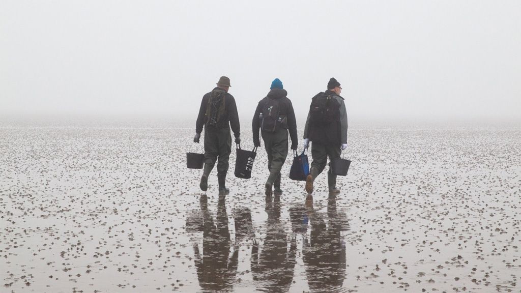 Mandø Oysters with the Wadden Sea Center