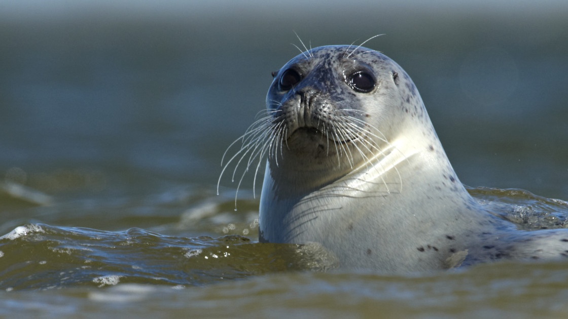 Harbour seal