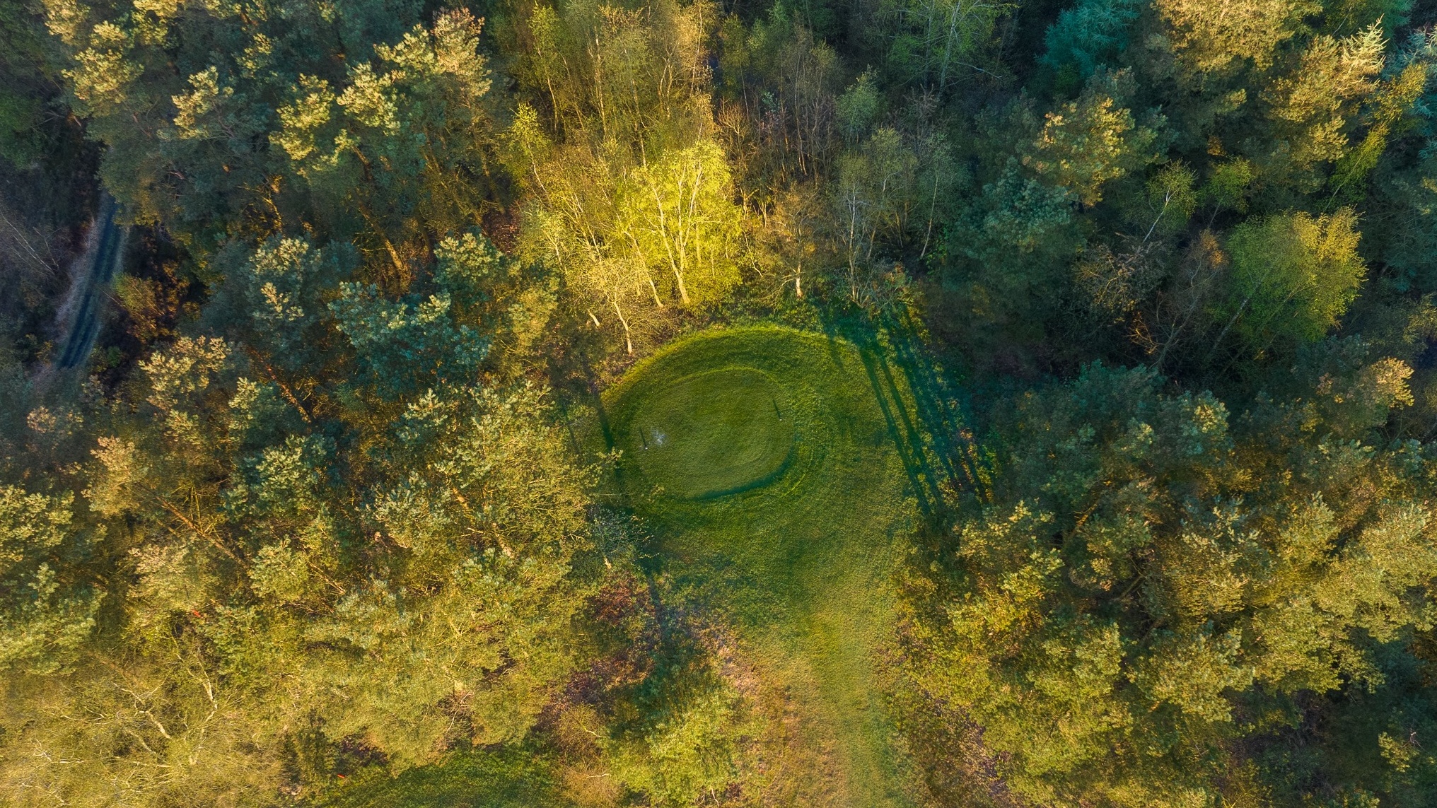 Forest clearing