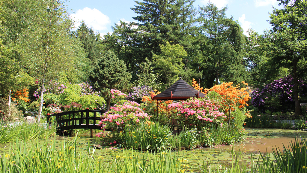 Rhododendron og søen i Japanhaven
