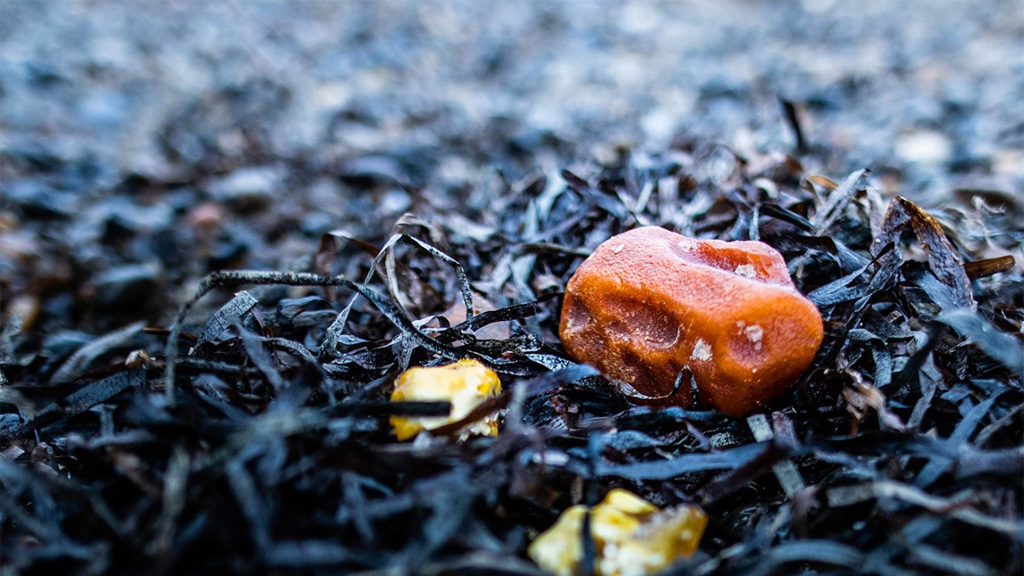 Amber safari in Hvide Sande