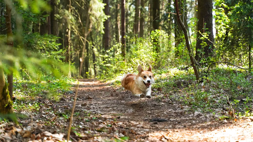 Hund i skov