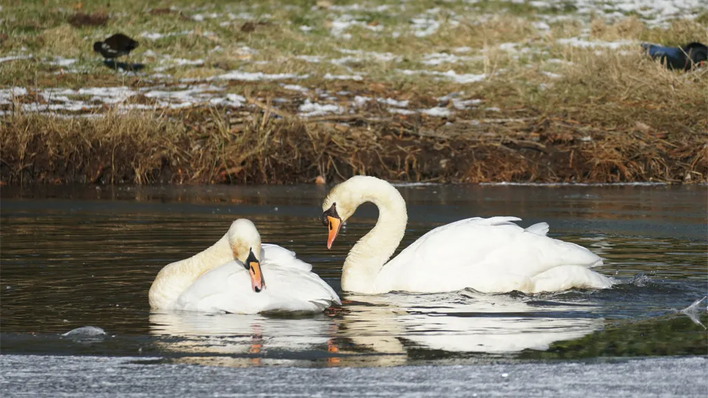 Two swans in Swan Lake in Ølgod