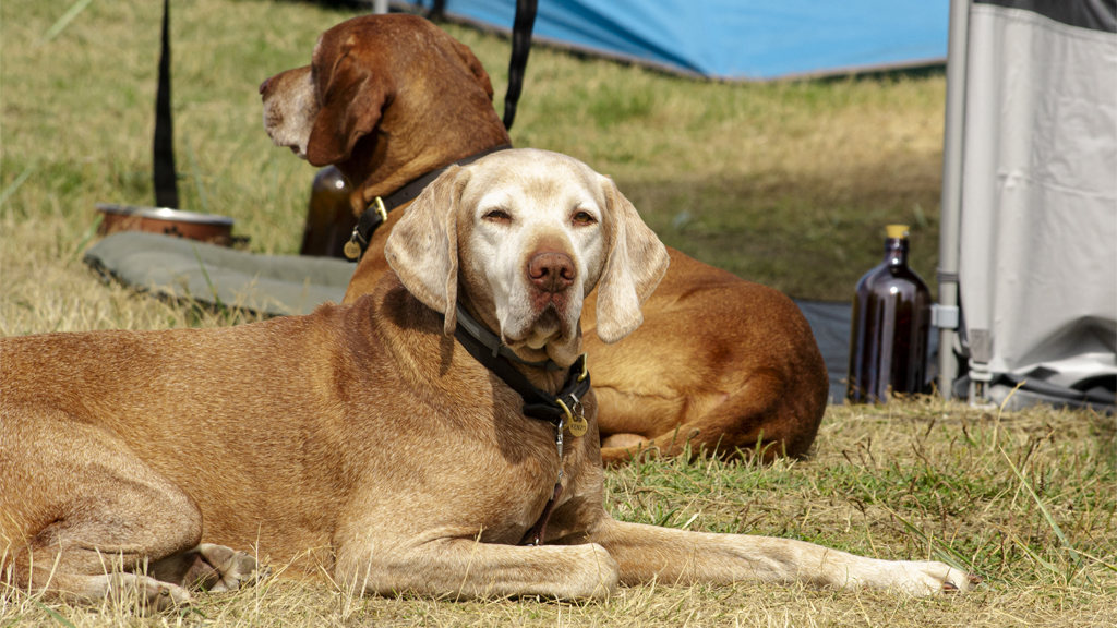 Overnight stay at Hvidbjerg Strand Resort with a dog