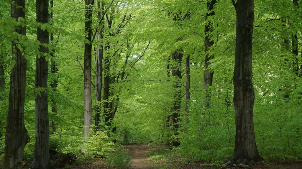Grønt skovområde i Ølgod Byskov