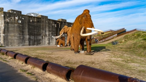 Mammoth exhibition at the Tirpitz Museum