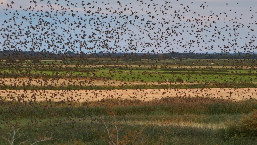 Sort sol ved Vadehavet - med bus Event - GDK