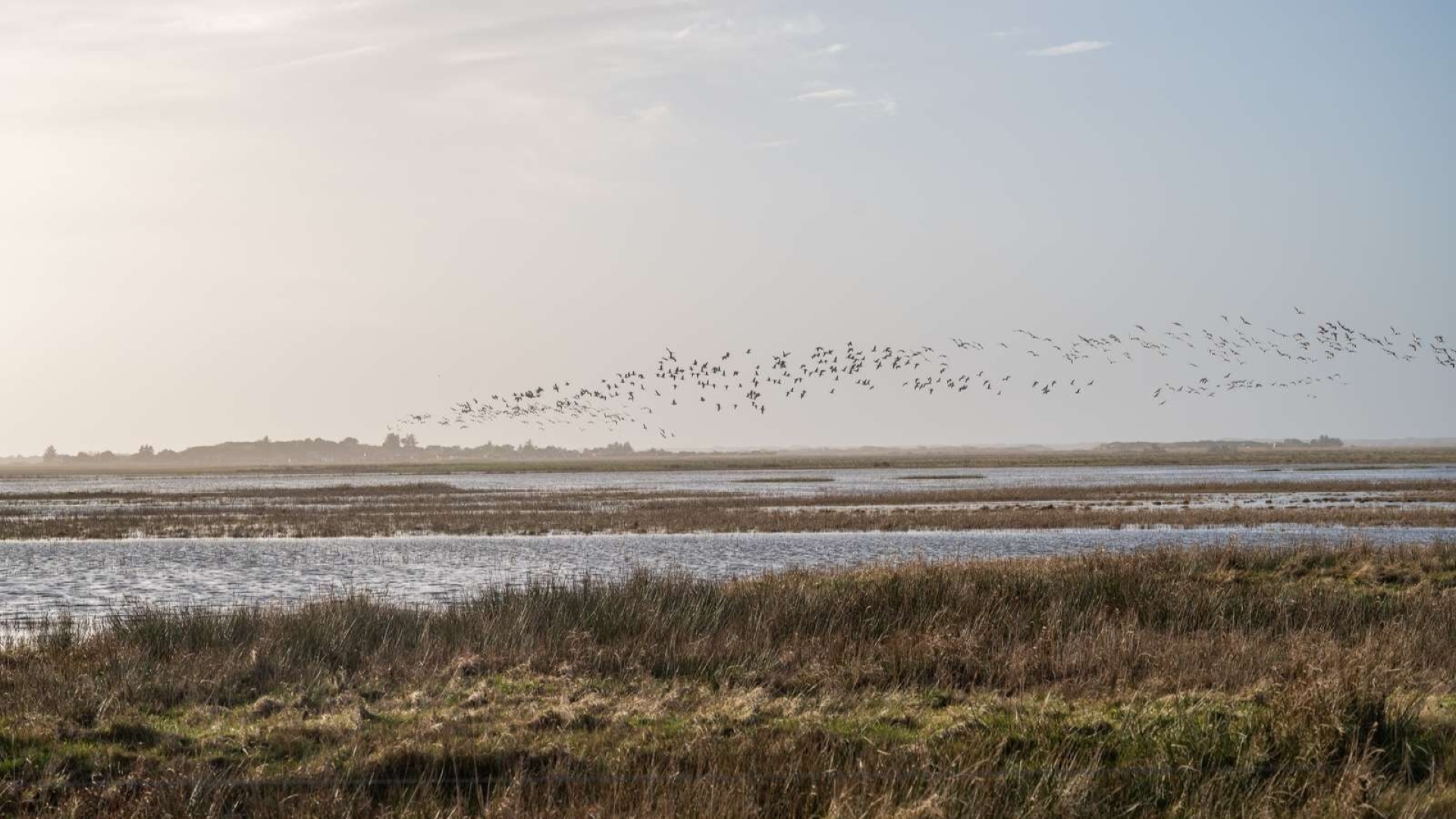 Birds on the west coast