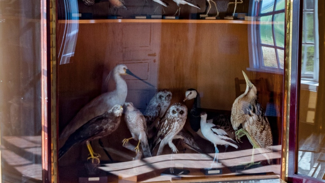 Udstilling med fugle og naturhistorie