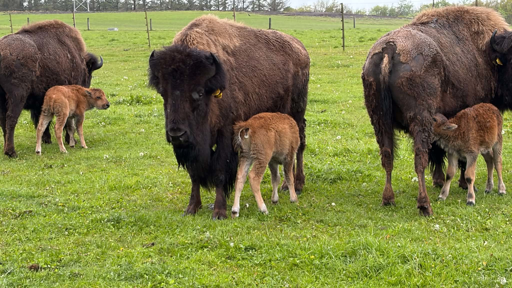 Randeris Bison