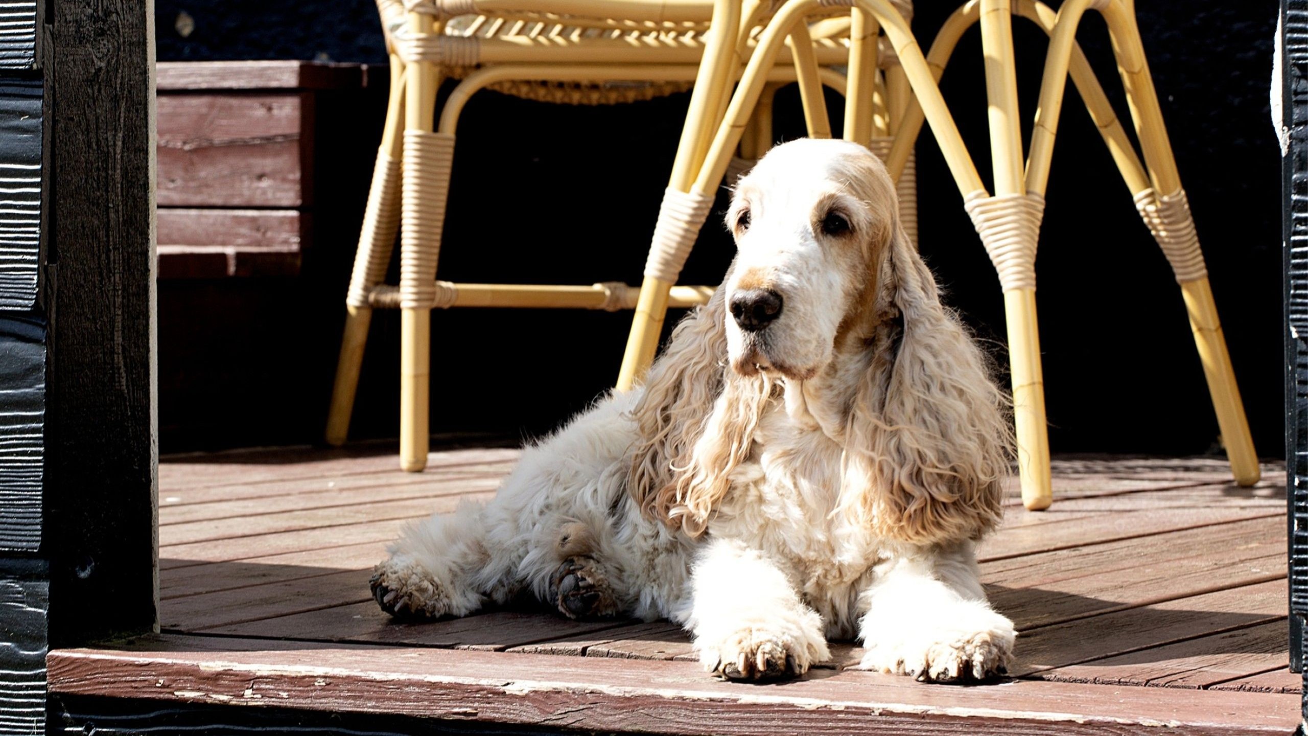 Hund slapper af på terrassen