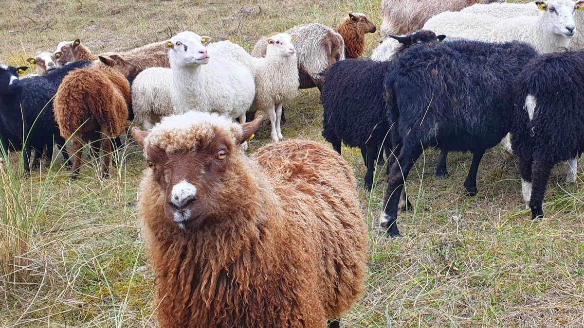 får