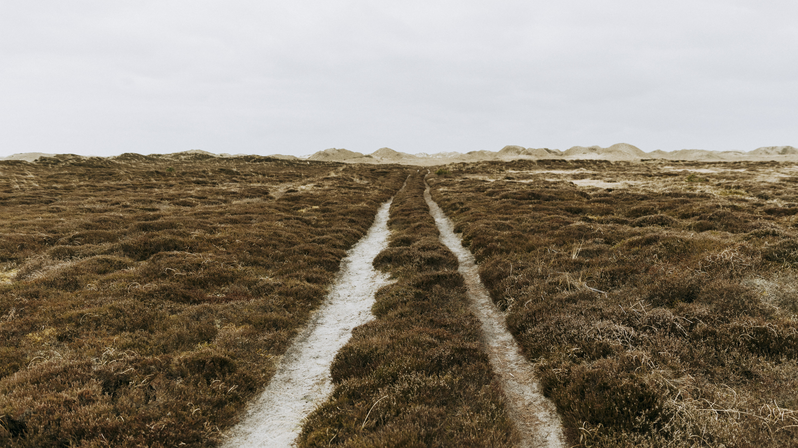 A heathland landscape with a sandy path leading to the dunes on the horizon.