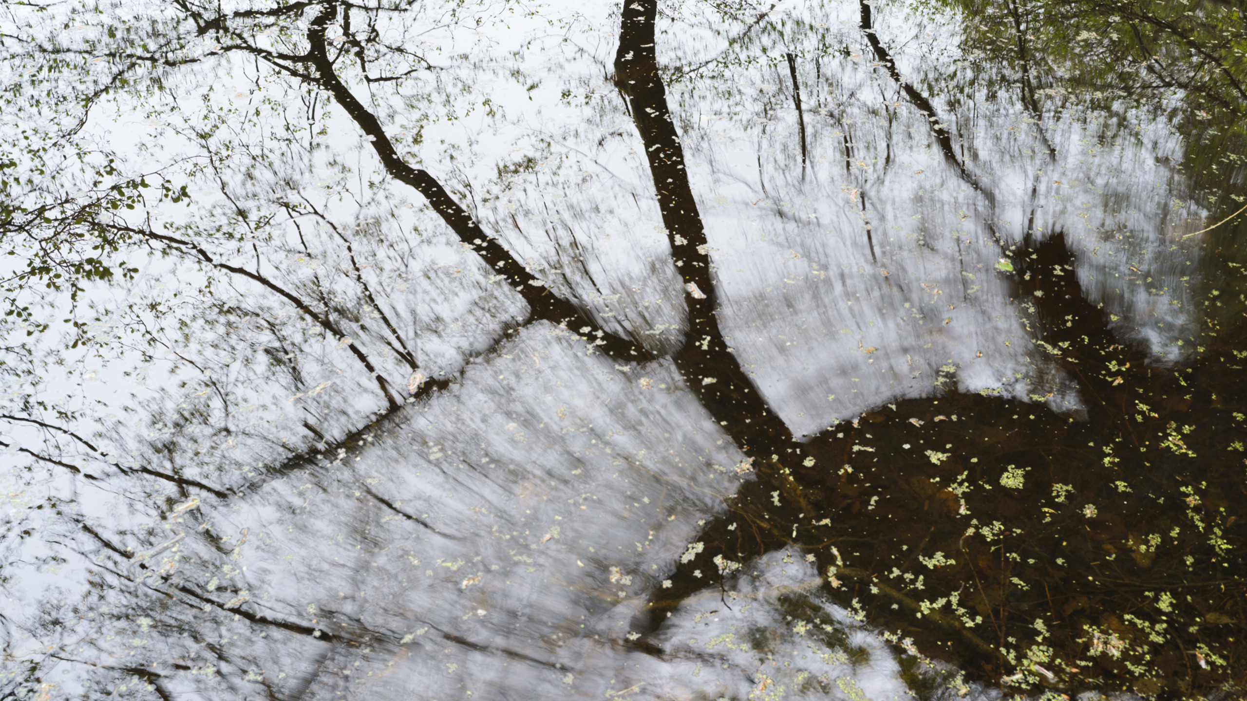 Die Spiegelung eines kargen Baumes im Wasser, die teilweise wellenartig unscharf ist.