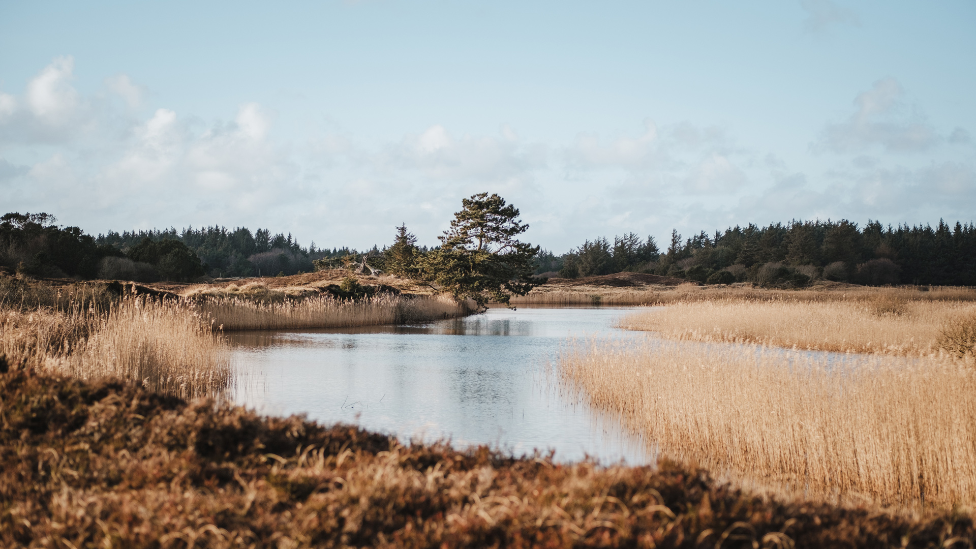 Grærup Langsø with reeds and heathland