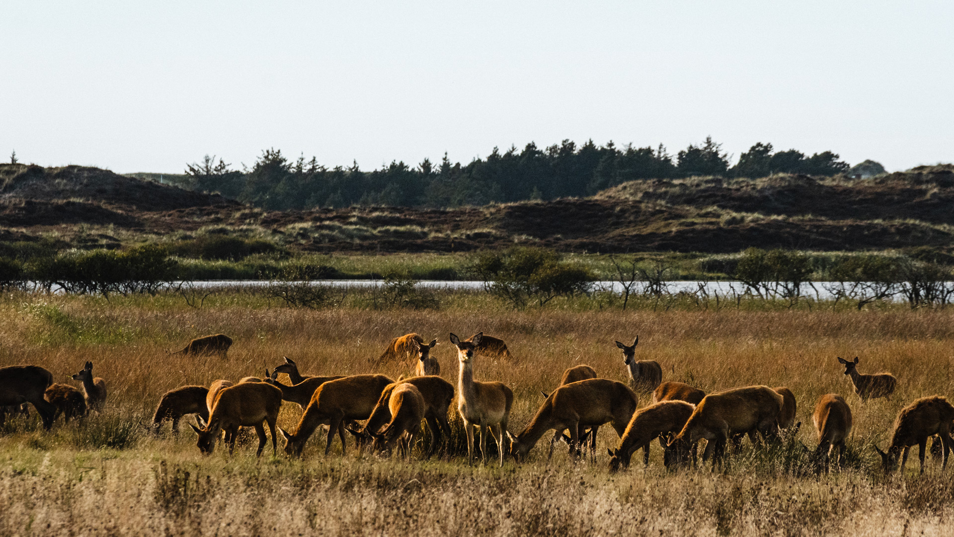Herd of red deer at Grærup Langsø