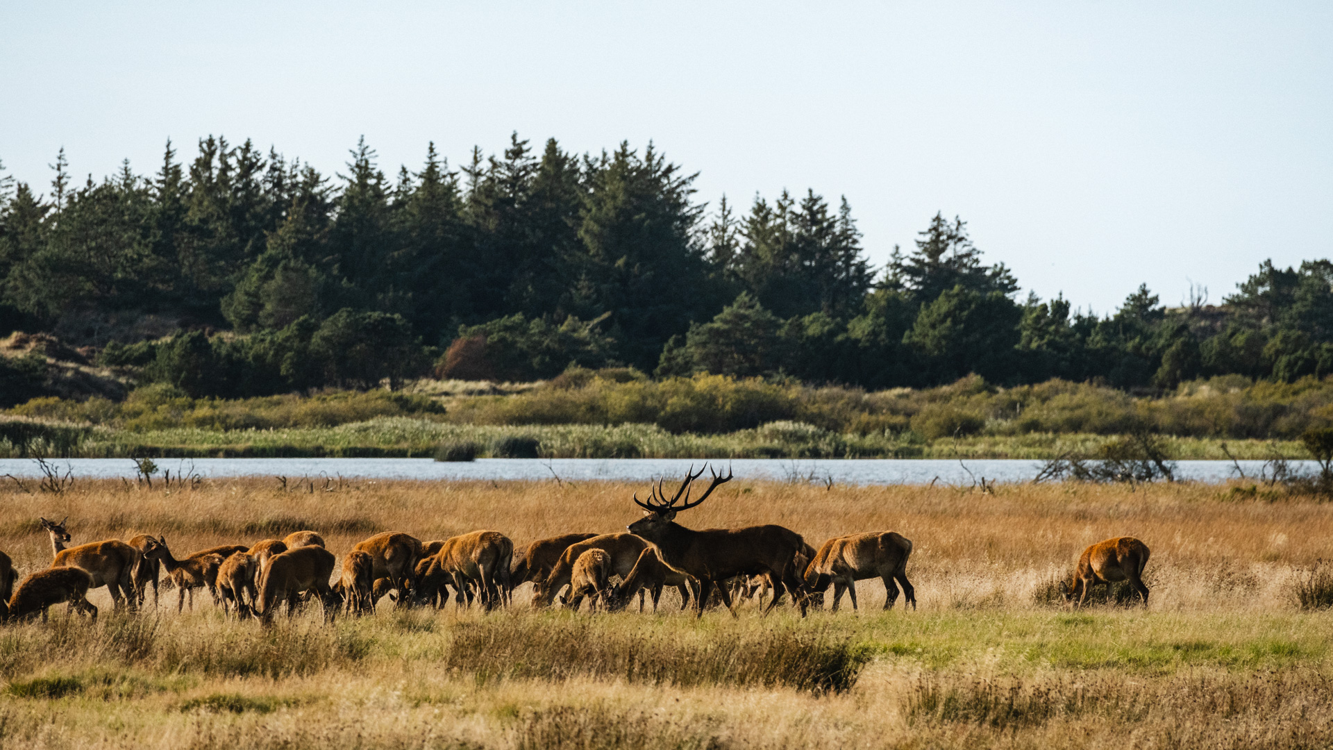 deer at Grærup Langsø
