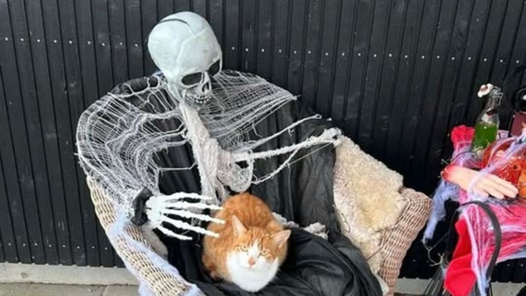 A Halloween skeleton is sitting on a chair with a cat on its lap.