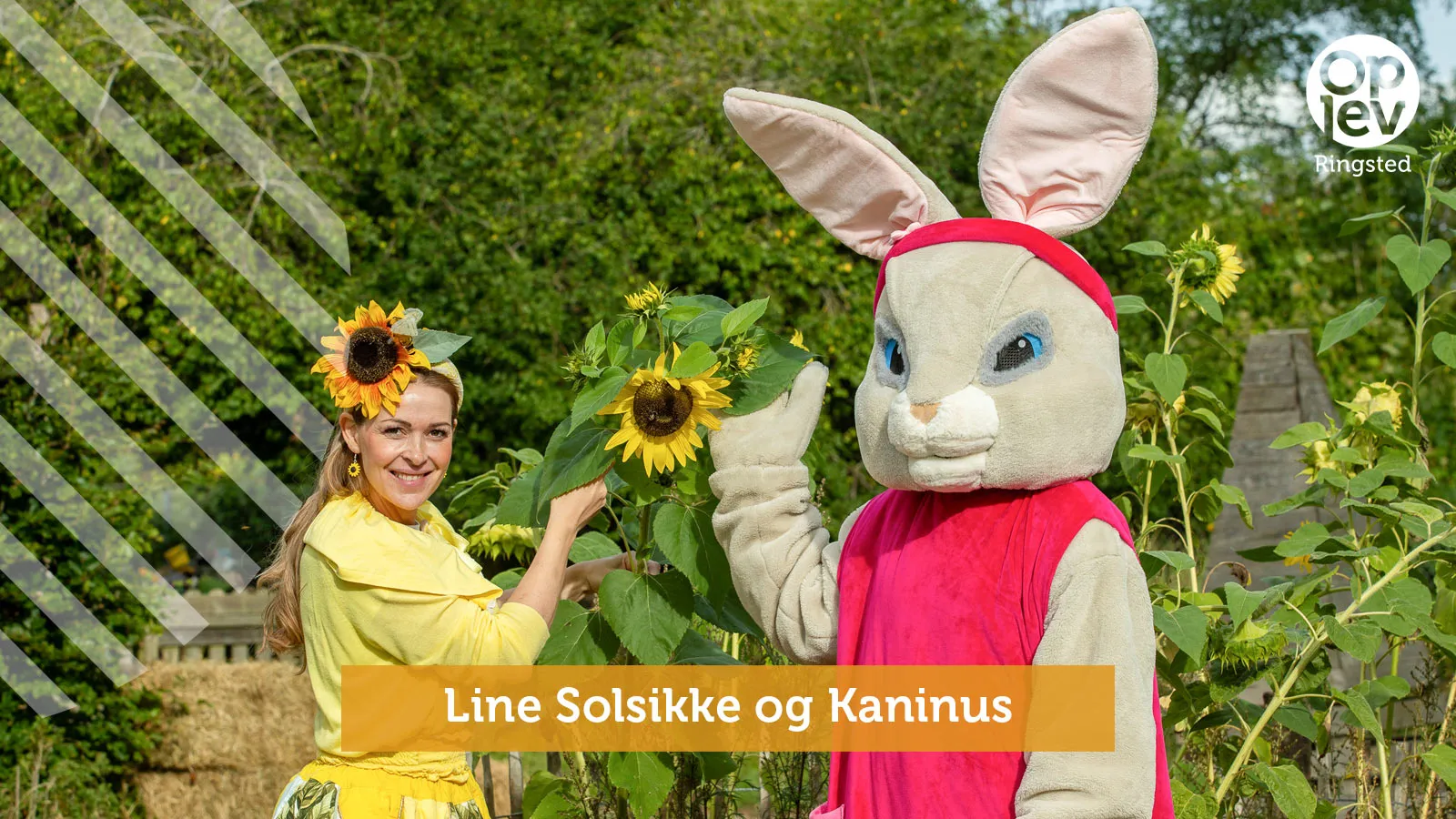 Line Solsikke og Kaninus