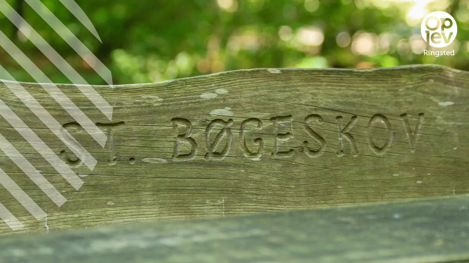 Store Bøgeskov