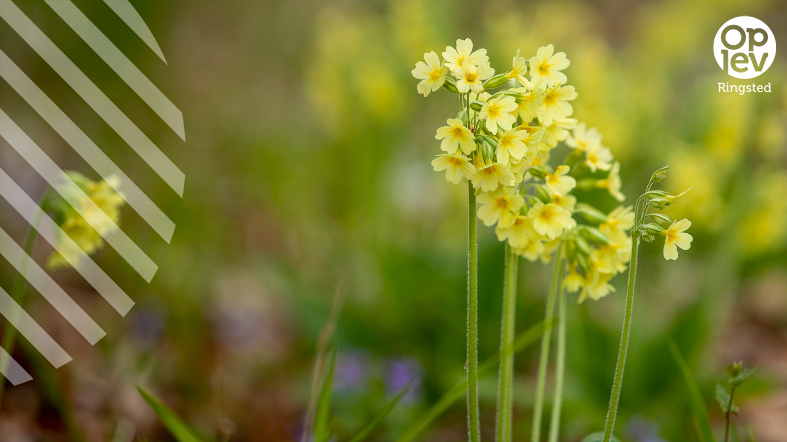 Allindelille Fredskov