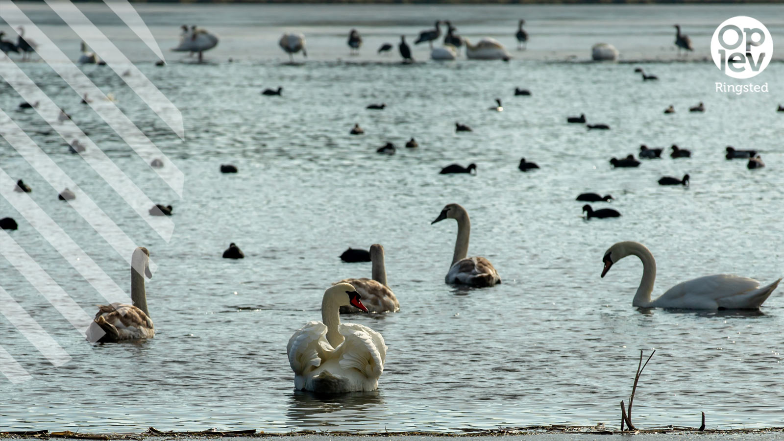 Skjoldenæsholmskovene