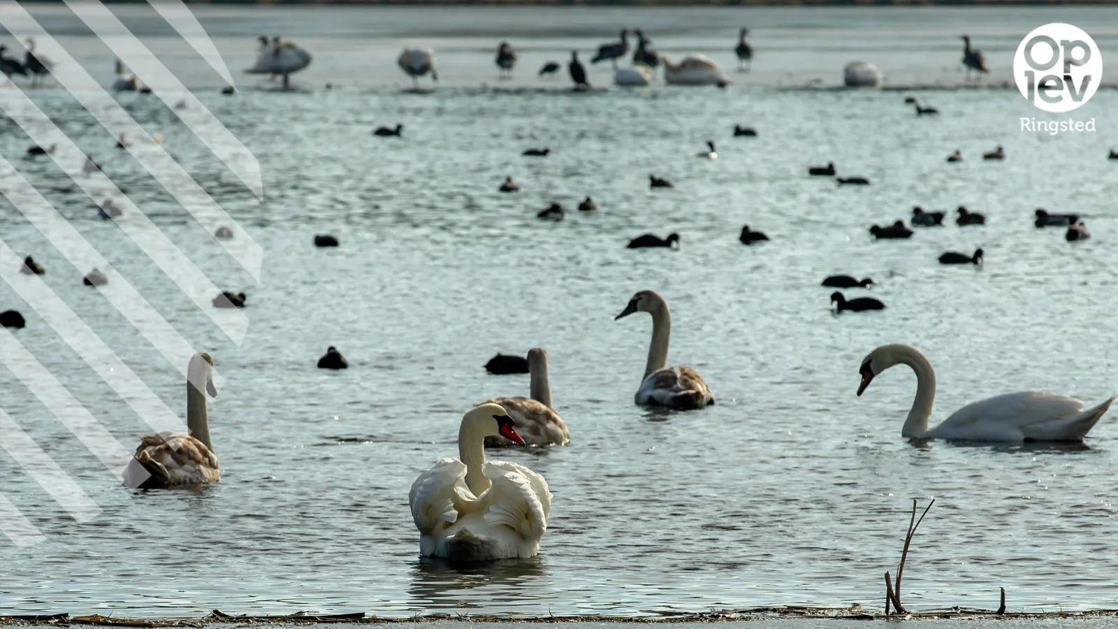 Skjoldenæsholmskovene
