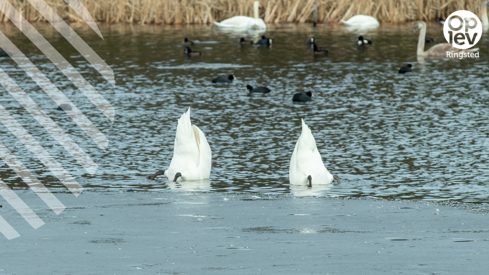 Skjoldenæsholmskovene