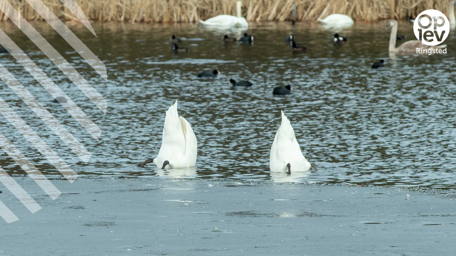Skjoldenæsholmskovene
