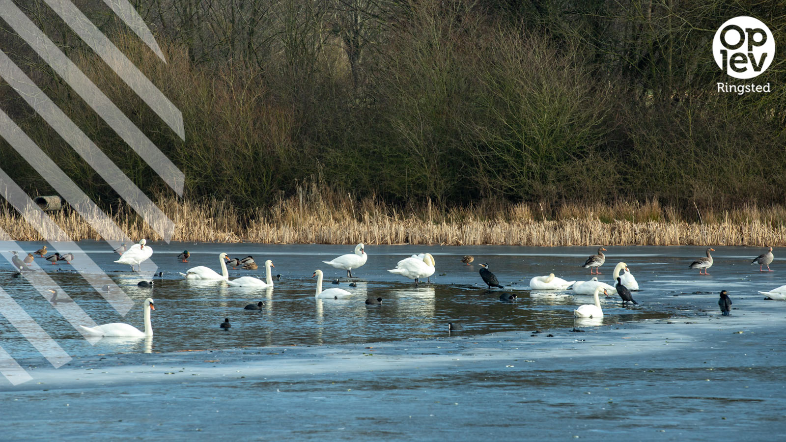 Skjoldenæsholmskovene